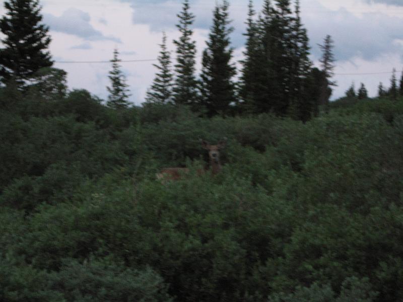 Mt Evans 067.JPG